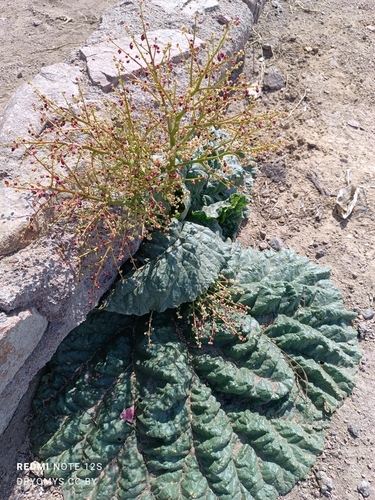 Image of Rheum tataricum by (c) Natalya Ivanova, some rights reserved (CC BY)