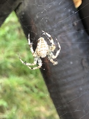 Araneus diadematus