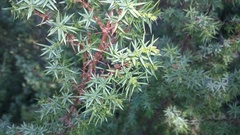 Juniperus oxycedrus oxycedrus