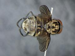 Haematobosca stimulans