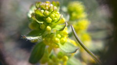 Cruciata taurica