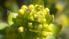 Cruciata taurica