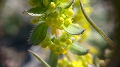 Cruciata taurica