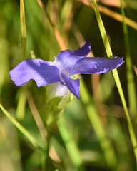 Gentianopsis simplex