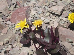 Senecio soldanella