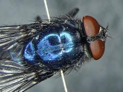 Protocalliphora azurea