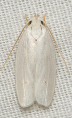 Antaeotricha albulella