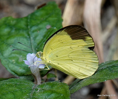 Eurema sari