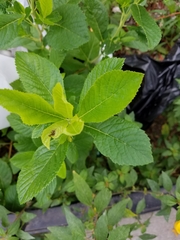 Clethra alnifolia