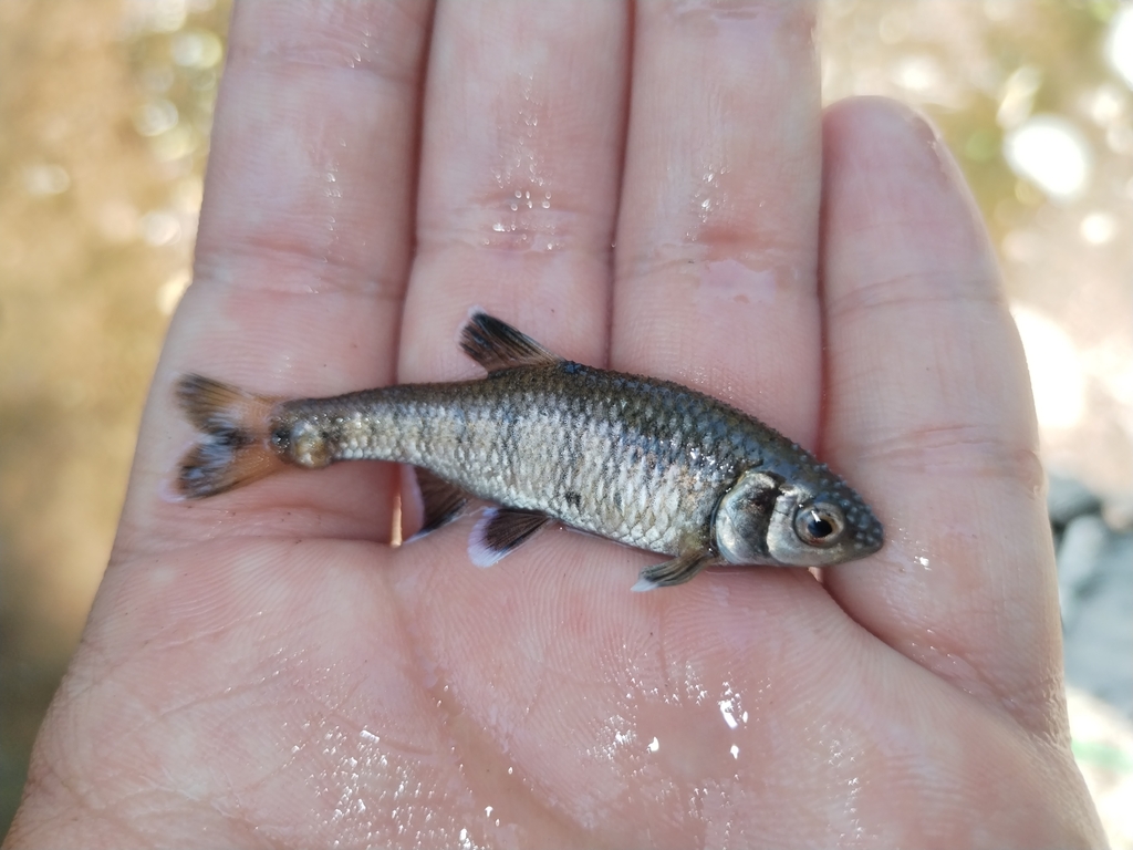 Ornate Shiner