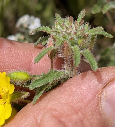 Image of Camissoniopsis bistorta by (c) Jason Schock, some rights reserved (CC BY)