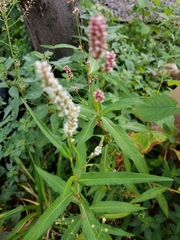Persicaria