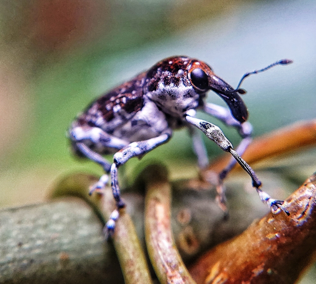 Peridinetus irroratus
