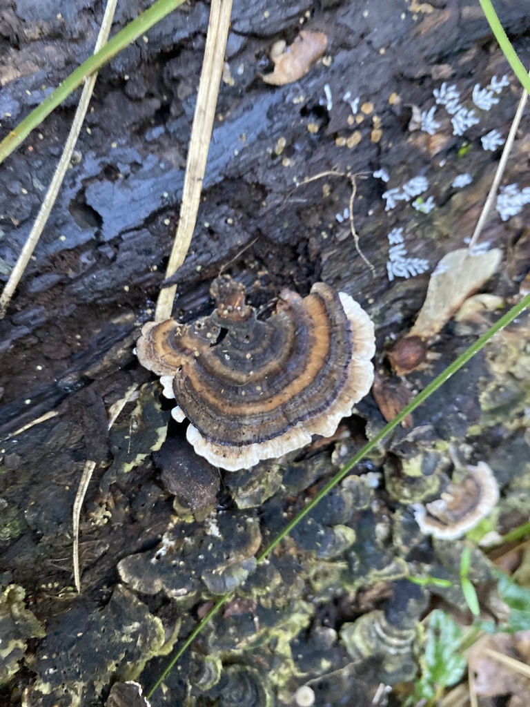 Trametes versicolor · April 2025 · photo: © jack12347 (iNaturalist, cc0)