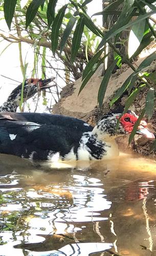 Domestic Muscovy Duck
