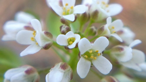 Perfoliate Penny-cress