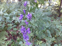 Aconitum variegatum