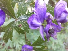 Aconitum variegatum