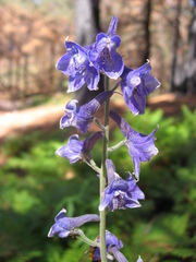 Delphinium andesicola
