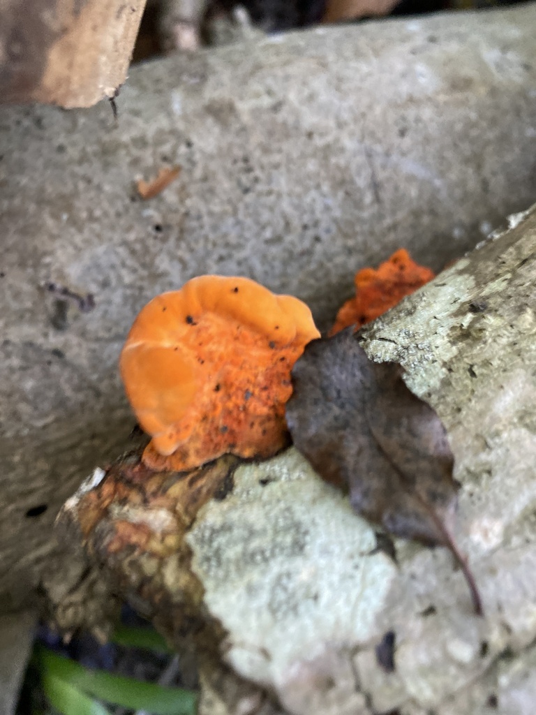 Trametes coccinea · April 2025 · photo: © jack12347 (iNaturalist, cc0)