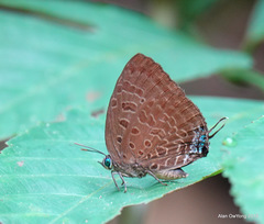 Arhopala silhetensis