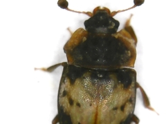 Omosita discoidea