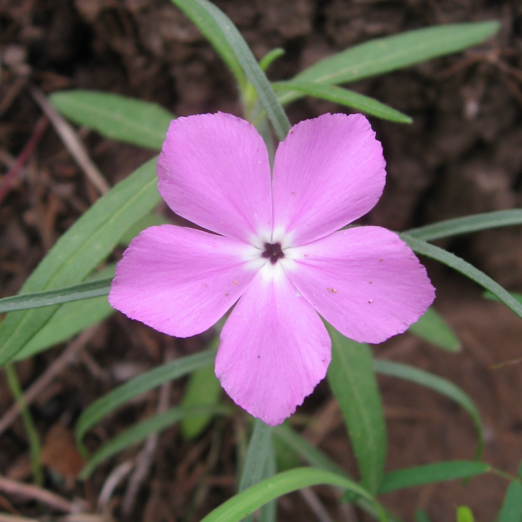 Phlox nana