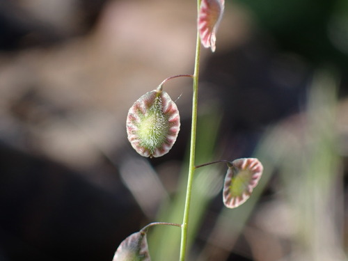 Image of Thysanocarpus curvipes by (c) elik03, some rights reserved (CC BY)