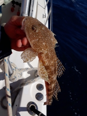 Platycephalus grandispinis