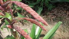Tillandsia fendleri