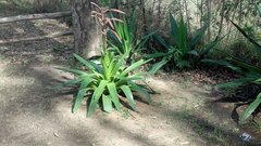 Tillandsia fendleri