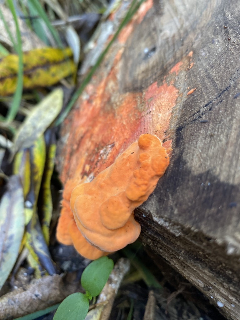 Trametes coccinea · April 2025 · photo: © jack12347 (iNaturalist, cc0)