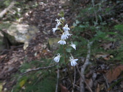 Holothrix parviflora