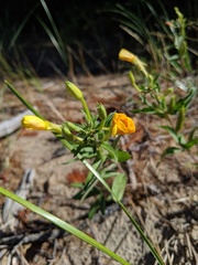 Oenothera oakesiana