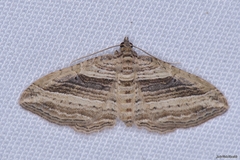 Costaconvexa polygrammata