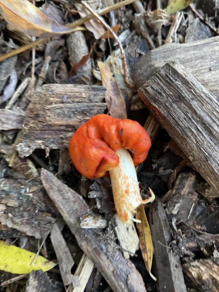 Leratiomyces erythrocephalus · April 2025 · photo: © jack12347 (iNaturalist, cc0)