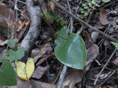 Holothrix parviflora