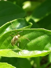 Adelphocoris