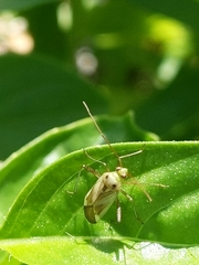 Adelphocoris