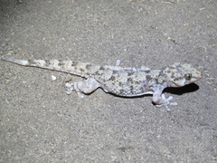 Elasmodactylus tuberculosus