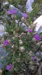 Centaurea deusta