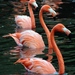 Large Flamingos - Photo (c) Joachim S. Müller, some rights reserved (CC BY-NC-SA)