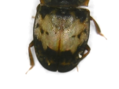 Omosita discoidea