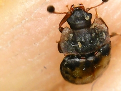 Omosita discoidea