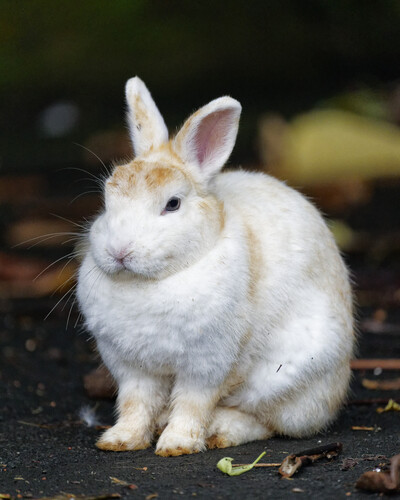 Oryctolagus cuniculus observed 2025-04-27