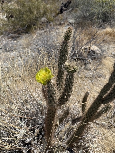 iNaturalist observation photo of Gander's cholla
