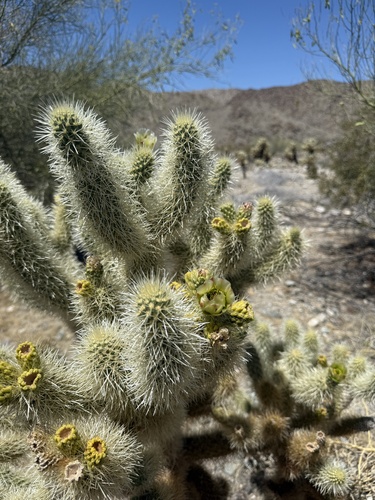 iNaturalist observation photo of Teddybear Cholla