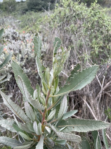 Eriodictyon traskiae, photograph 5