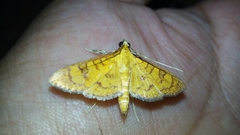 Prenesta scyllalis