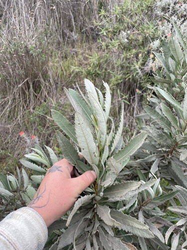 Eriodictyon traskiae, photograph 6